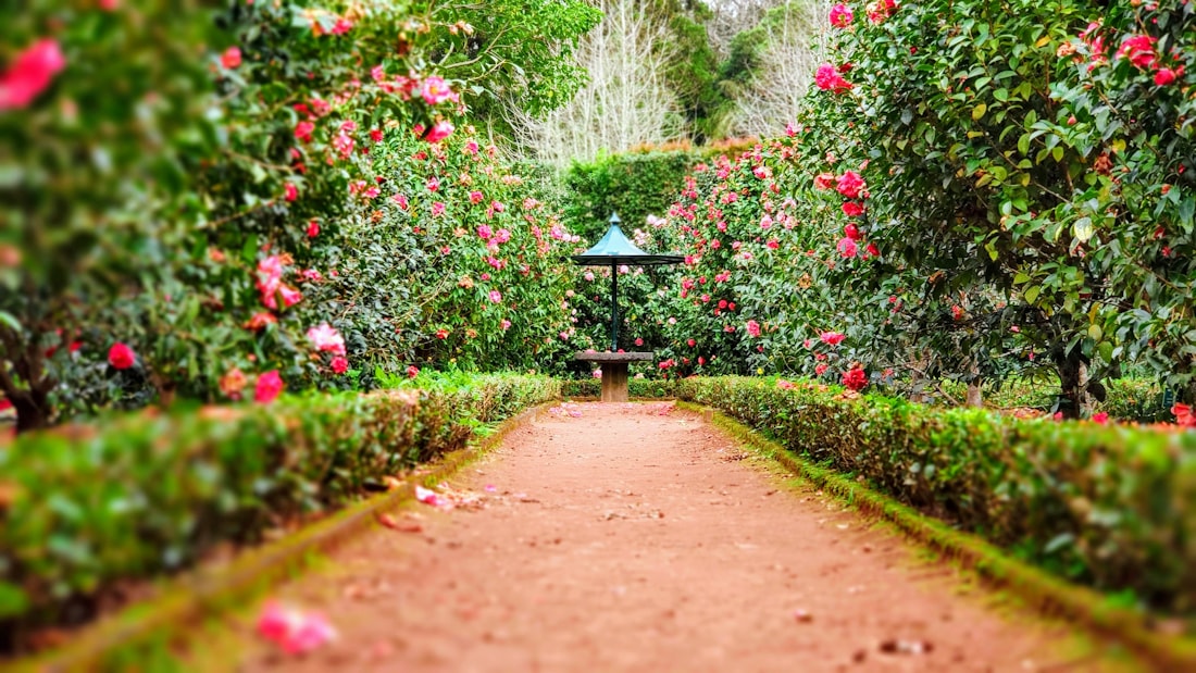 A manicured luxury garden path in bloom